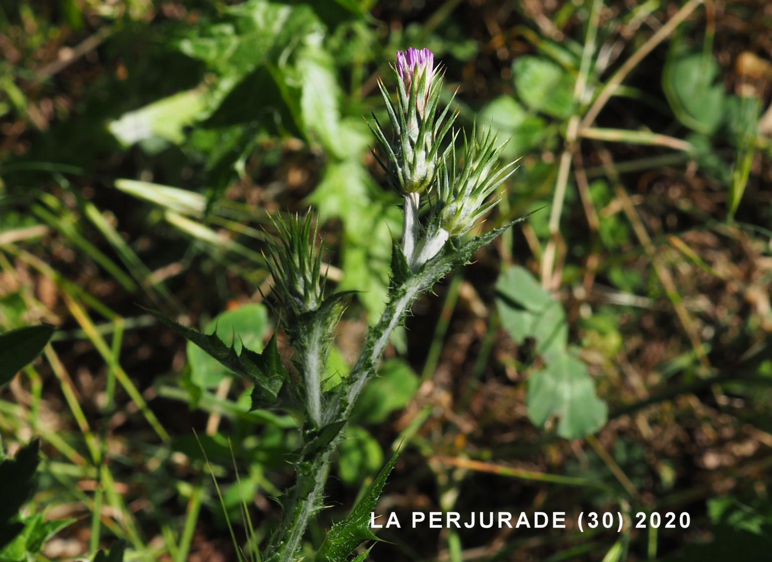 Thistle, Italian